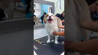 Australian Shepherd Grooming #australianshepherd #dog