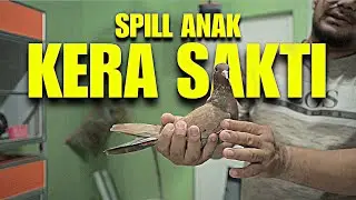 SPILL ANAK DARI MERPATI  KERA SAKTI