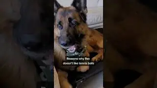 P.S. Rex can't think of a single reason 😅 #dog #germanshepherd