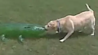 Dog protects family from an inflatable alligator pool toy