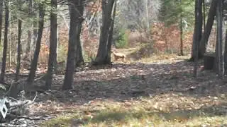 Deer scent drag / doe decoy set