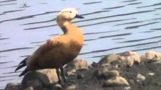 prining & call of Ruddy shelduck or Tadorna ferruginea Anatidae