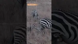 Baby zebra wants some milk. #shorts #short #shortvideo #shortsvideo #shortsyoutube #youtubeshorts