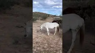 Wild horses at the Salt River #wildhorses #arizona