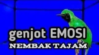 PANCINGAN CUCAK IJO GACOR, BIKIN CUCAK IJO LAINNYA BUNYI 