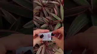 &Oacute;leo Essencial de Patchouli