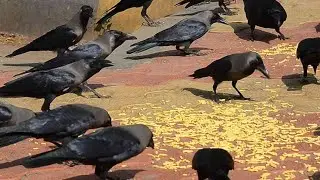 Feeding Indian House Crow (Corvus splendens) Scoop of the Day