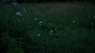 Garden Static [lofi] - Spring