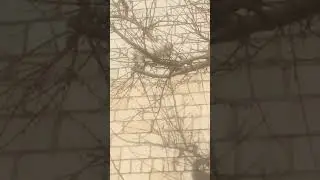 Henry XIV покоряет новые высоты