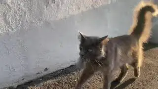 Coby is On The HUNT WATCH OUT #cat #catvideos #catshorts 