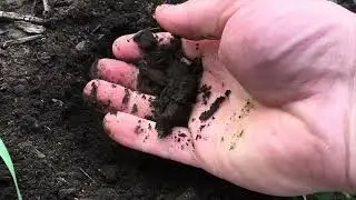 Озима пшениця 🌾 тяжкий 2025 рік