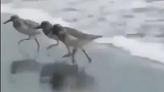birds running from water vine