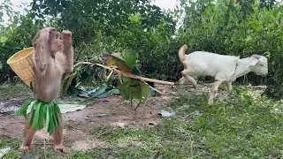 CUTIS aboriginal sad when goat runaway journey survival!