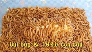 S&acirc;u ăn bắp, ng&ocirc; | 1000 mealworms vs. corn