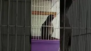Myna Bird Sound || 2 Month Old Crested Myna #youtubeshorts #shorts
