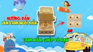 Hướng Dẫn Cách Làm Tank Nuôi Kiến Tank Nằm Vô Hạn | Lão Gió