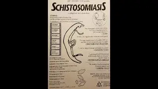 Neglected Tropical Diseases: Chagas disease and schistosomiasis