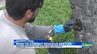 Honolulu tackles coconut beetle threat to save local palm trees