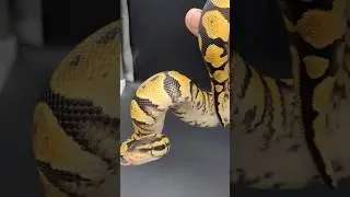 Pastel Yellowbelly Ball Python
