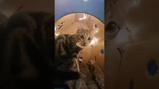 Построили дом без ипотеки😸#cat #kitten #catlife #catshorts #hause#building#cutecat #history#trending