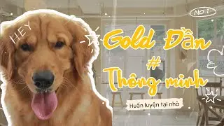 Huấn Luyện Chó Tại Nhà _ Một Buổi Dạy Gold Tại Nhà P1