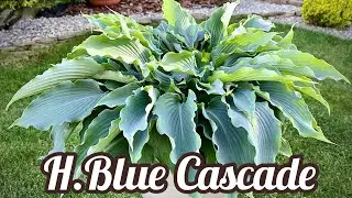 Hosta Blue Cascade
