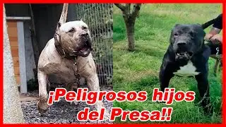 TOP 10 HÍBRIDOS de PRESA CANARIO nunca antes vistos