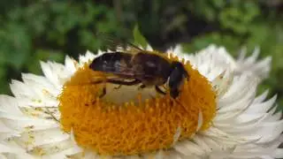 Drone Fly eating  - Eristalis pertinax - B&yacute;sveifa - Sveifflugur - Eil&iacute;f&eth;arbl&oacute;m - Skord&yacute;r