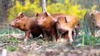 Training piglets to an electric fence