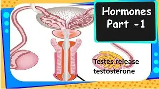 Biology - Hormones in animals  - Control and coordination - Part 9- English
