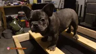 TBK Yungboy and Mya day to day #30 (French Bulldogs)