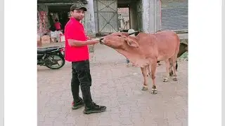 Gay ko Khilaya amrud || #gay #animals #cow  #trendingvideo #virlvideo #technicalgan47 #cowvideos