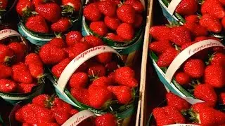 Terroir : fraises et déclinaisons du fruit préféré des Français