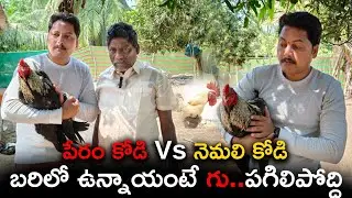 Pandem Kollu | సంక్రాంతి సందడి 