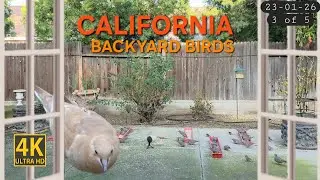 Luke the Leucistic Mourning Dove | ASMR Cat TV