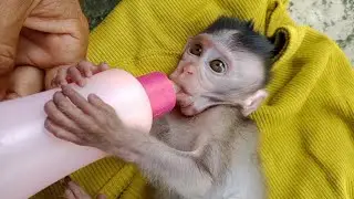Cute baby monkey bot his face is so adorable&hearts;️