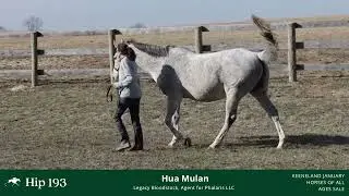 Hip #193 - Hua Mulan, Broodmare by Malbu Moon (IF to Early Voting)