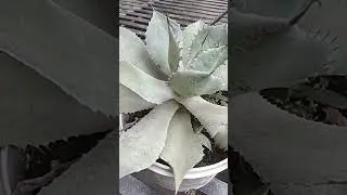 Cactus 🌵#plant#sharp and tiny thorns#trending#viral