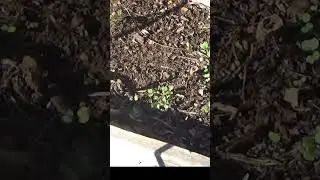 Зимние семена прорастают в саду