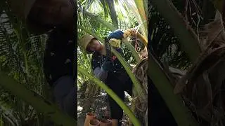 The process of making Thai traditional coconut sugar!!!