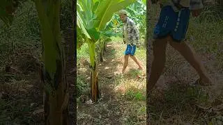 banana lakatan #nature