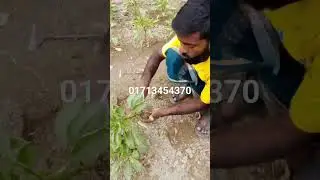 ক্যাপসিকামের চারা পেতে যোগাযোগ করুন 01713-454370 #gardening #plants #garden #agriculture #farming