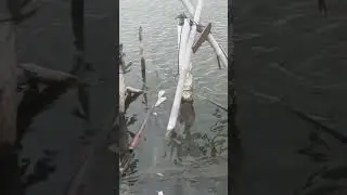 penomena apa Ini ikan gabus babon pada mati 😱😱 #shorts #pasermania