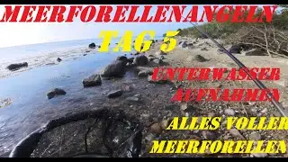 Meerforellen Angeln