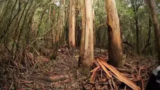 MIJEDO Infierno Verde
