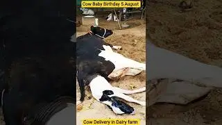 Cow Baby Birthday Cow Delivery in Dairy Farm #cow #cowcalf #dairyfarming #dairyfarm #short #hf #kids