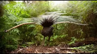 Lyrebird mimics crying baby and other sound