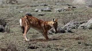 The Ethiopian wolf (Canis simensis) video-4k Nature(Ultra HD) | Nature's Sweet Tales.
