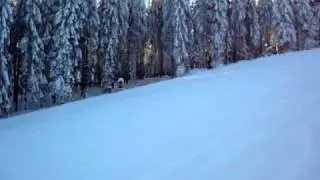 MOV04453