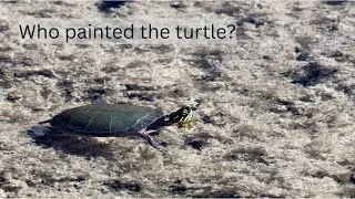 Painted Turtle in the Pond #nature #turtlewatching